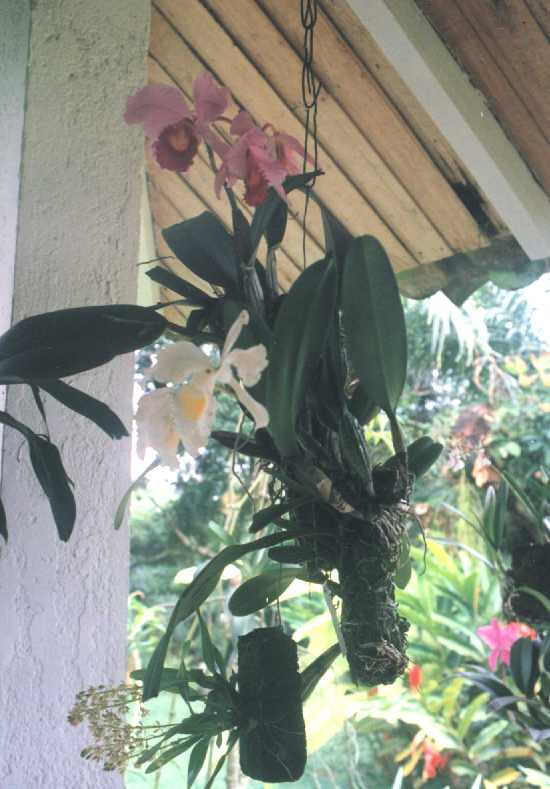 Orquidea